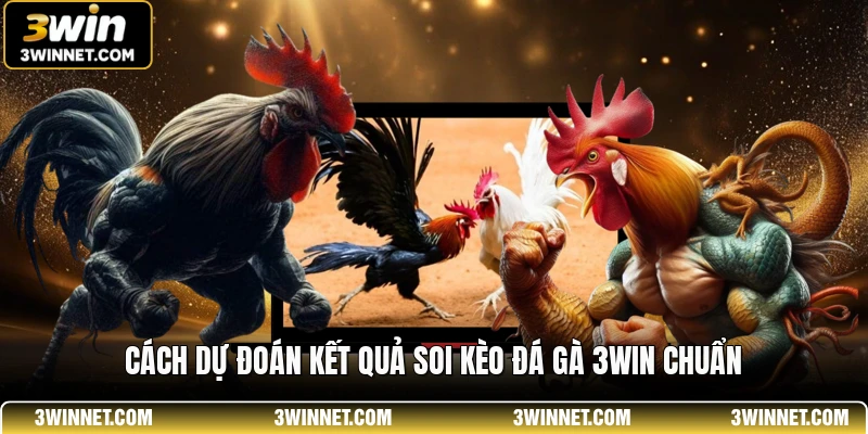 Cách dự đoán kết quả soi kèo đá gà 3WIN chuẩn