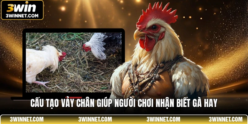 Cấu tạo vảy chân giúp người chơi nhận biết gà hay